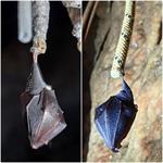 ممنوعیت ورود به غارها در فصل زمستان